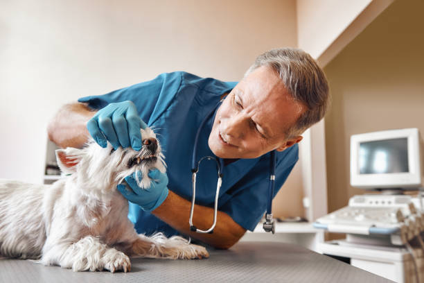 Best Emergency Dentist for Knocked-Out Tooth in Rexburg, ID